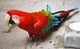 Parrot Wall Mural