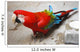 Parrot Wall Mural