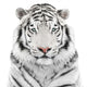 White Tiger