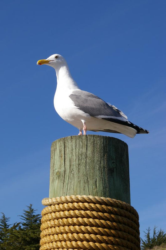 Seagull Mat