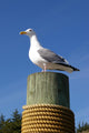 Seagull Mat