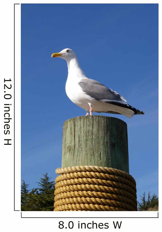 Seagull Mat