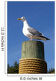 Seagull Mat