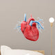 Human Heart Anatomy