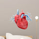 Human Heart Anatomy