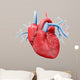 Human Heart Anatomy