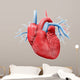 Human Heart Anatomy