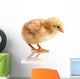 Cute Little Chicken Wall Decal