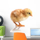 Cute Little Chicken Wall Decal