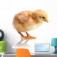Cute Little Chicken Wall Decal