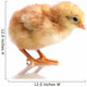 Cute Little Chicken Wall Decal