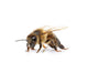 Bee Wall Decal