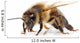 Bee Wall Decal