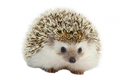 Hedgehog Wall Decal