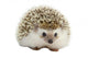 Hedgehog Wall Decal