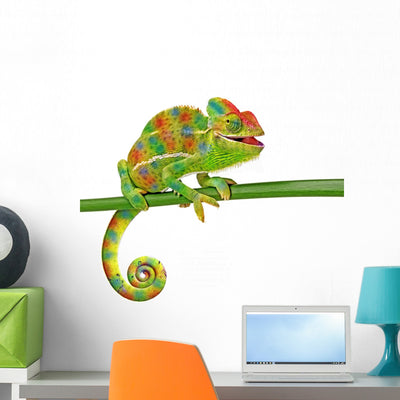 Chamaeleo Calyptratus Female White Wall Decal shown on a wall