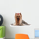 Yorkie Puppy on White Gradient Background Wall Decal