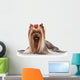Yorkie Puppy on White Gradient Background Wall Decal