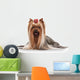 Yorkie Puppy on White Gradient Background Wall Decal