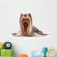 Yorkie Puppy on White Gradient Background Wall Decal