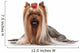 Yorkie Puppy on White Gradient Background Wall Decal