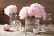 Beautiful Pink Peony Flowers