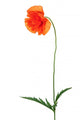 Single Poppy Flower White