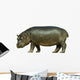 Baby Hippo Isolated on White Background Wall Decal