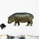 Baby Hippo Isolated on White Background Wall Decal
