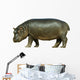 Baby Hippo Isolated on White Background Wall Decal