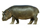 Baby Hippo Isolated on White Background Wall Decal