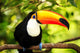 Colorful Tucan Aviary