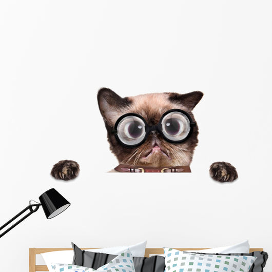 Crazy Silly Cat with