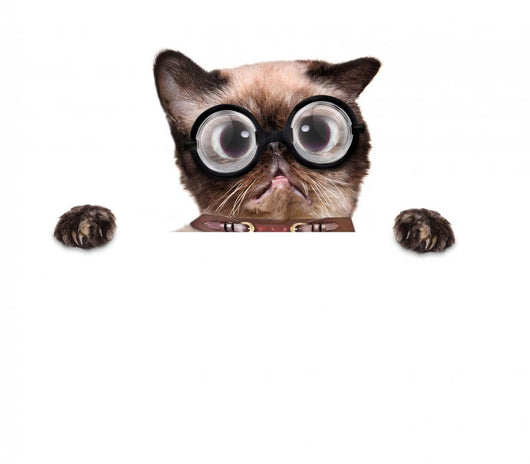 Crazy Silly Cat with