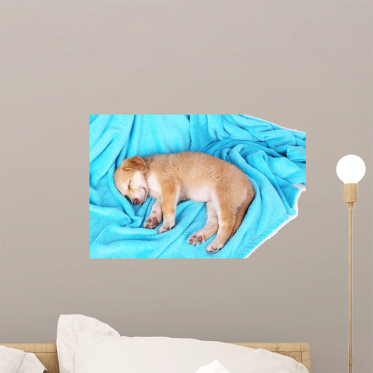 Little Puppy Sleeps Color