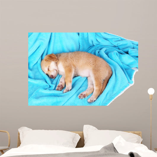 Little Puppy Sleeps Color