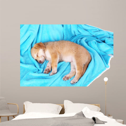 Little Puppy Sleeps Color