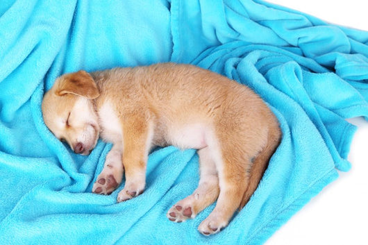 Little Puppy Sleeps Color