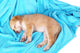 Little Puppy Sleeps Color