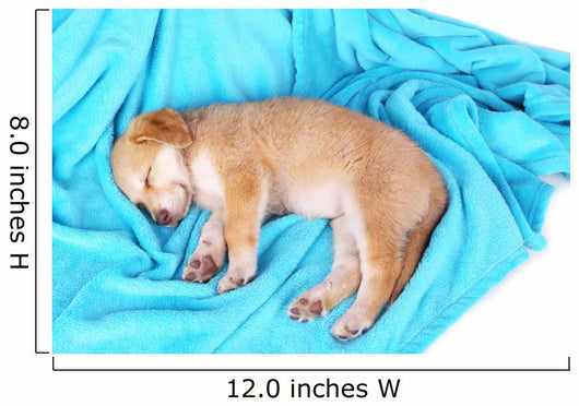 Little Puppy Sleeps Color