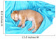 Little Puppy Sleeps Color