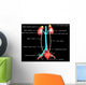 Excretory System