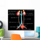 Excretory System