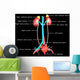Excretory System