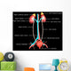 Excretory System