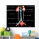 Excretory System