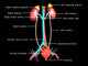 Excretory System