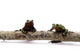 Fire Bellied Toads Sitting on Branch Wall Decal