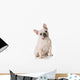 French Bulldog Wall Decal
