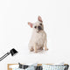 French Bulldog Wall Decal